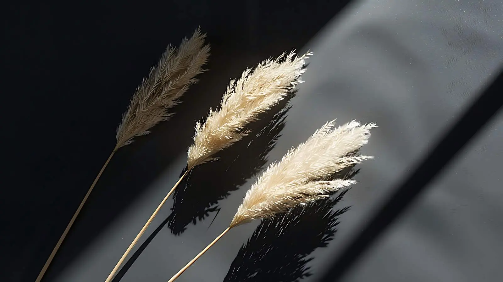 Dried Pampas Grass Stems with Sunlight Shadows – free dried pampas grass image from Dotvec