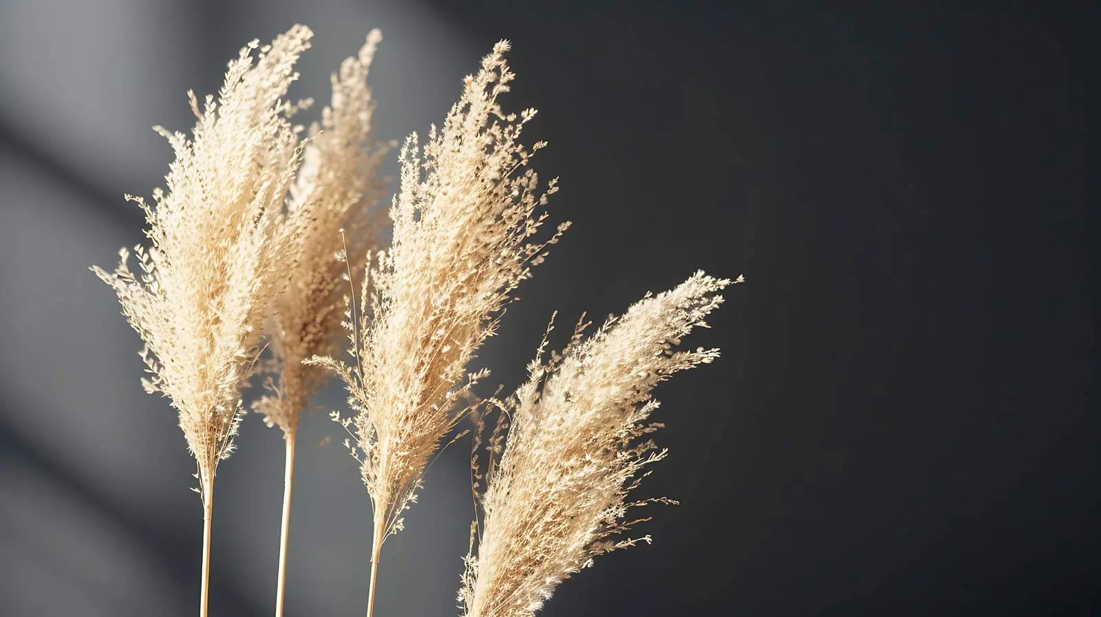 Dried Pampas Grass Stems with Sunlight Shadows – free dried pampas grass image from Dotvec
