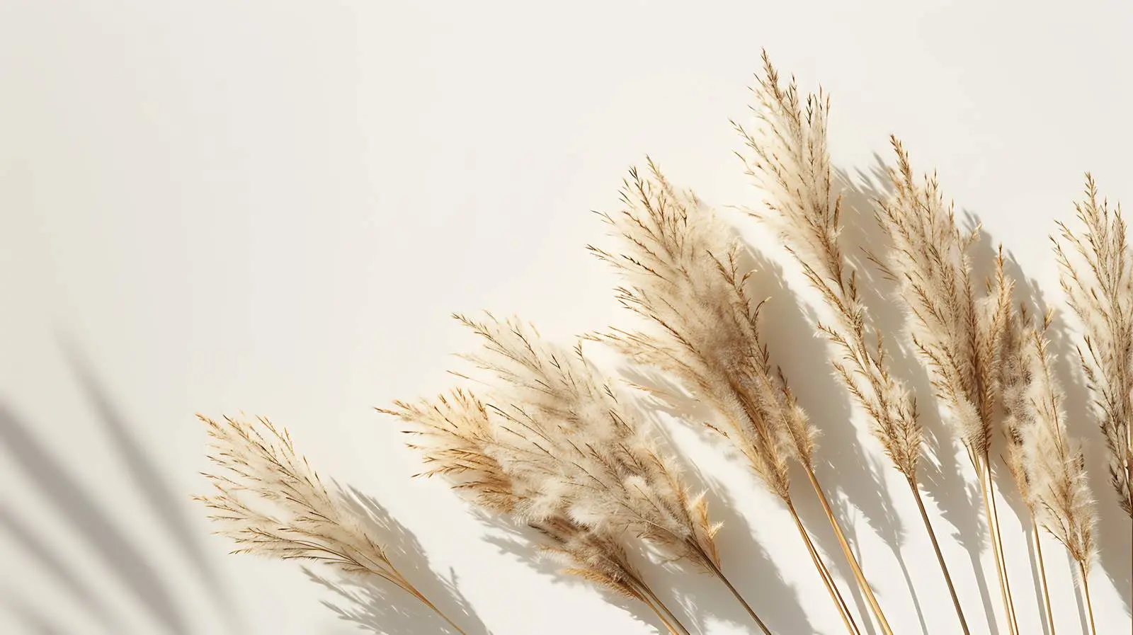 Dried Rabbit Tail Grass Stalks on Tan Background — free download from Dotvec