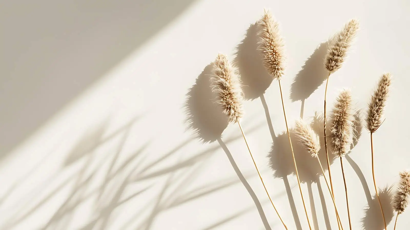 Dried Rabbit Tail Grass Stalks on Tan Background — free download from Dotvec