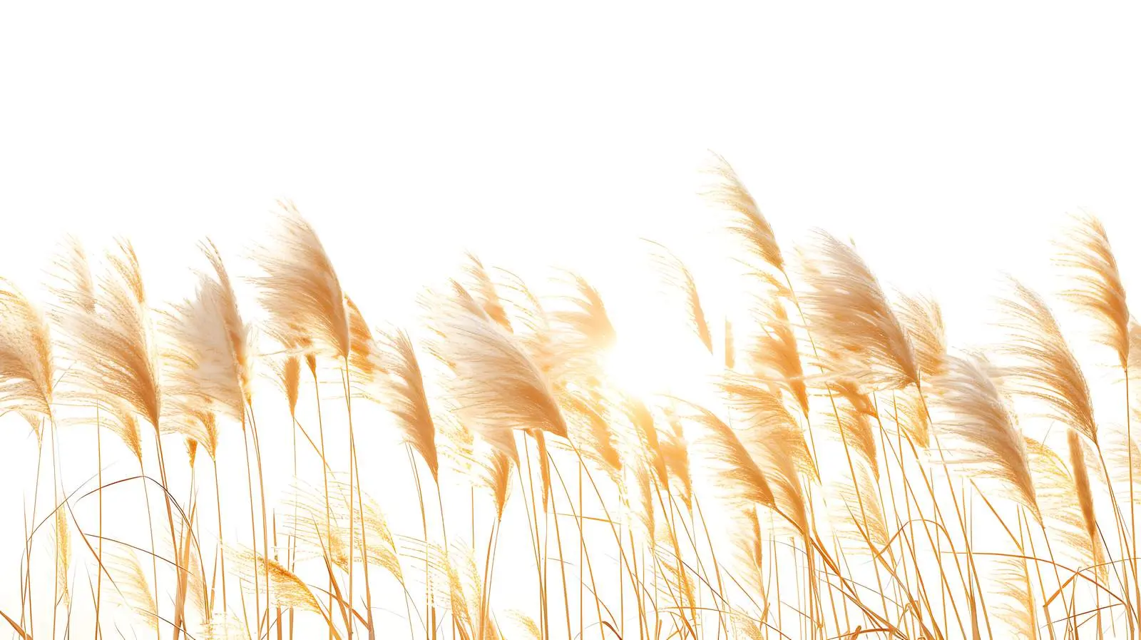 Dried Rabbit Tail Grass and Pampas Stems — free download from Dotvec