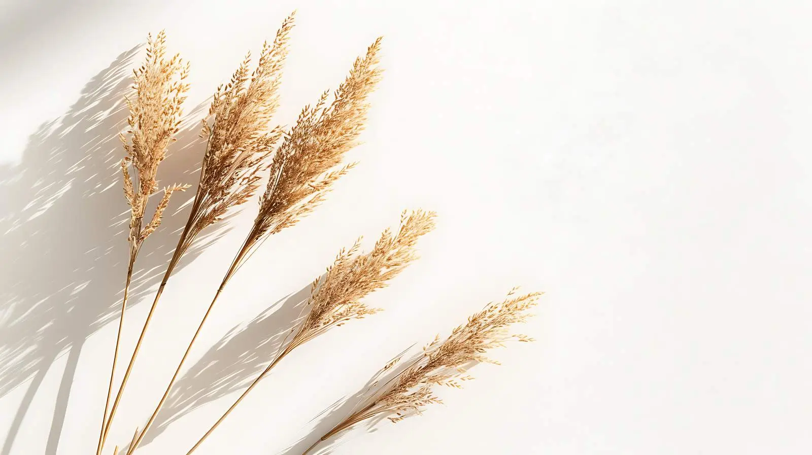 Dried Rye Ear Stems with Sunlight Shadows — free download from Dotvec