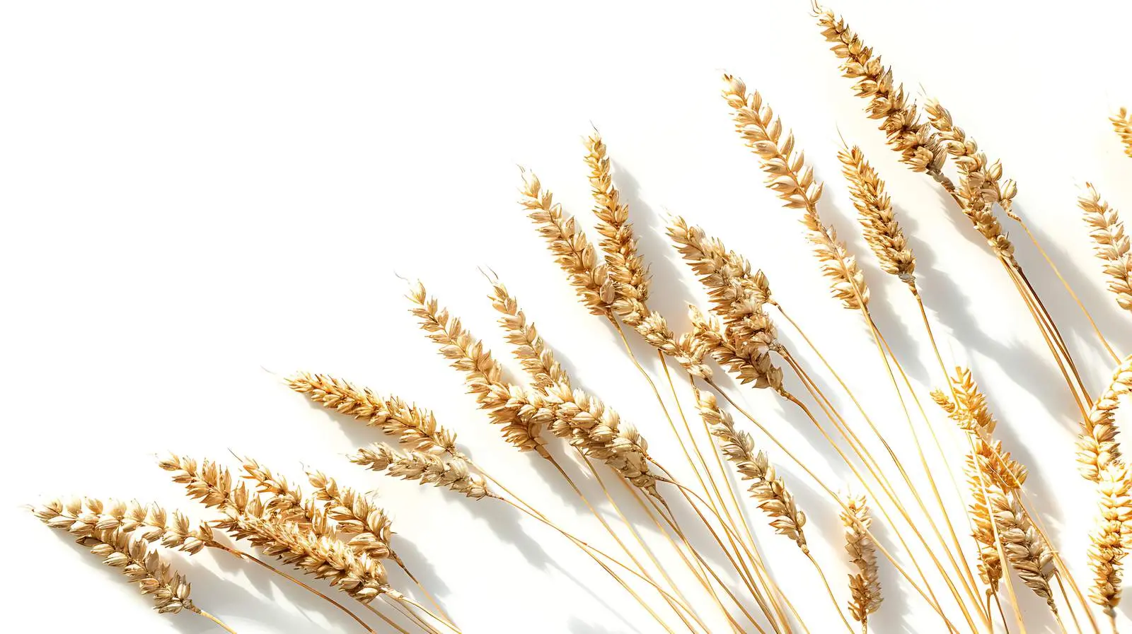 Dried Rye Ear Stems in Natural Light — free download from Dotvec