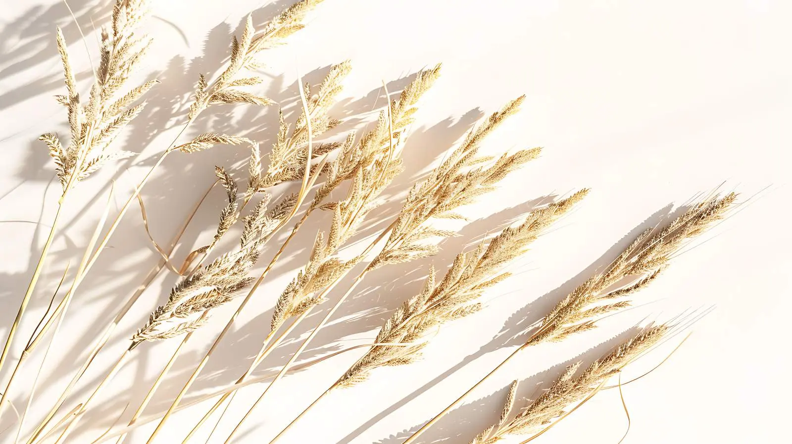 Dried Rye Ear Stems with Sunlight Shadows — free download from Dotvec