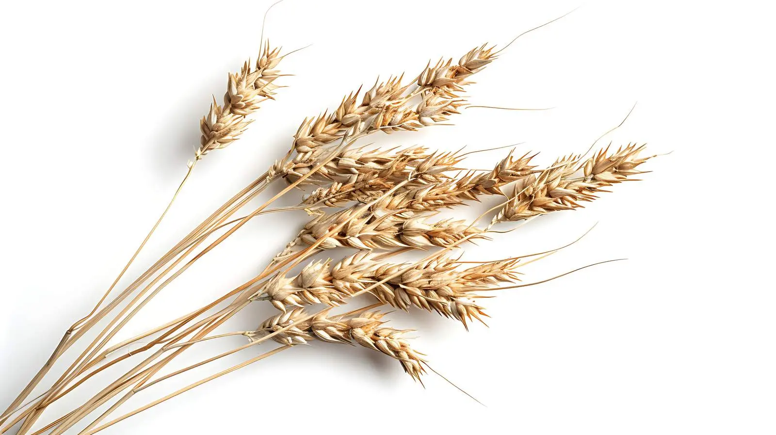 Dried Rye Ear Stems with Sunlight Shadows — free download from Dotvec