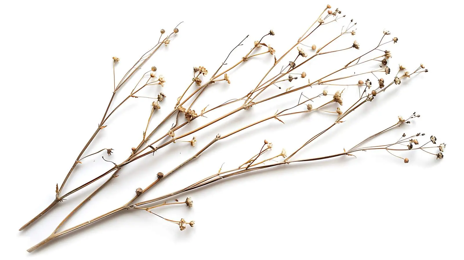 Dried Stem Branches on White Background – free craft supplies image from Dotvec