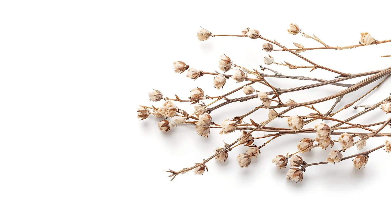 Dried Stem Branches on White Background — free download from Dotvec
