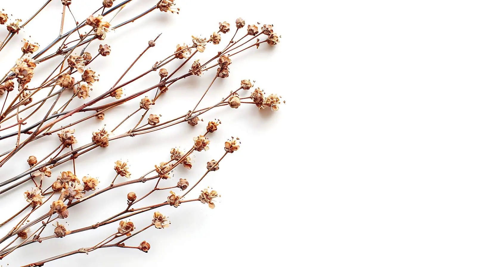 Dried Stem Branches on White Background – free art print image from Dotvec