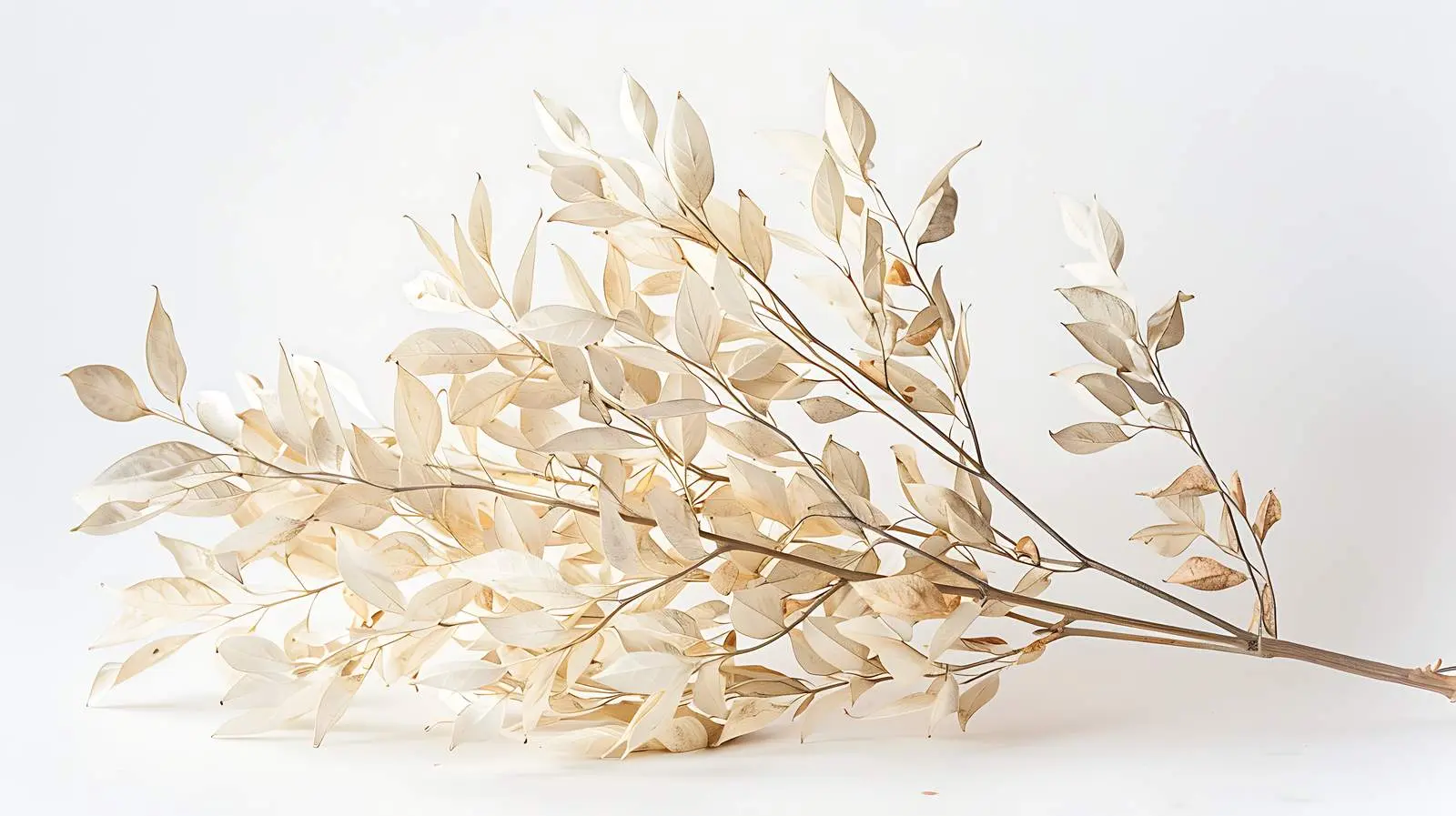 Dried White Leaves Bouquet on Minimal Background — free download from Dotvec