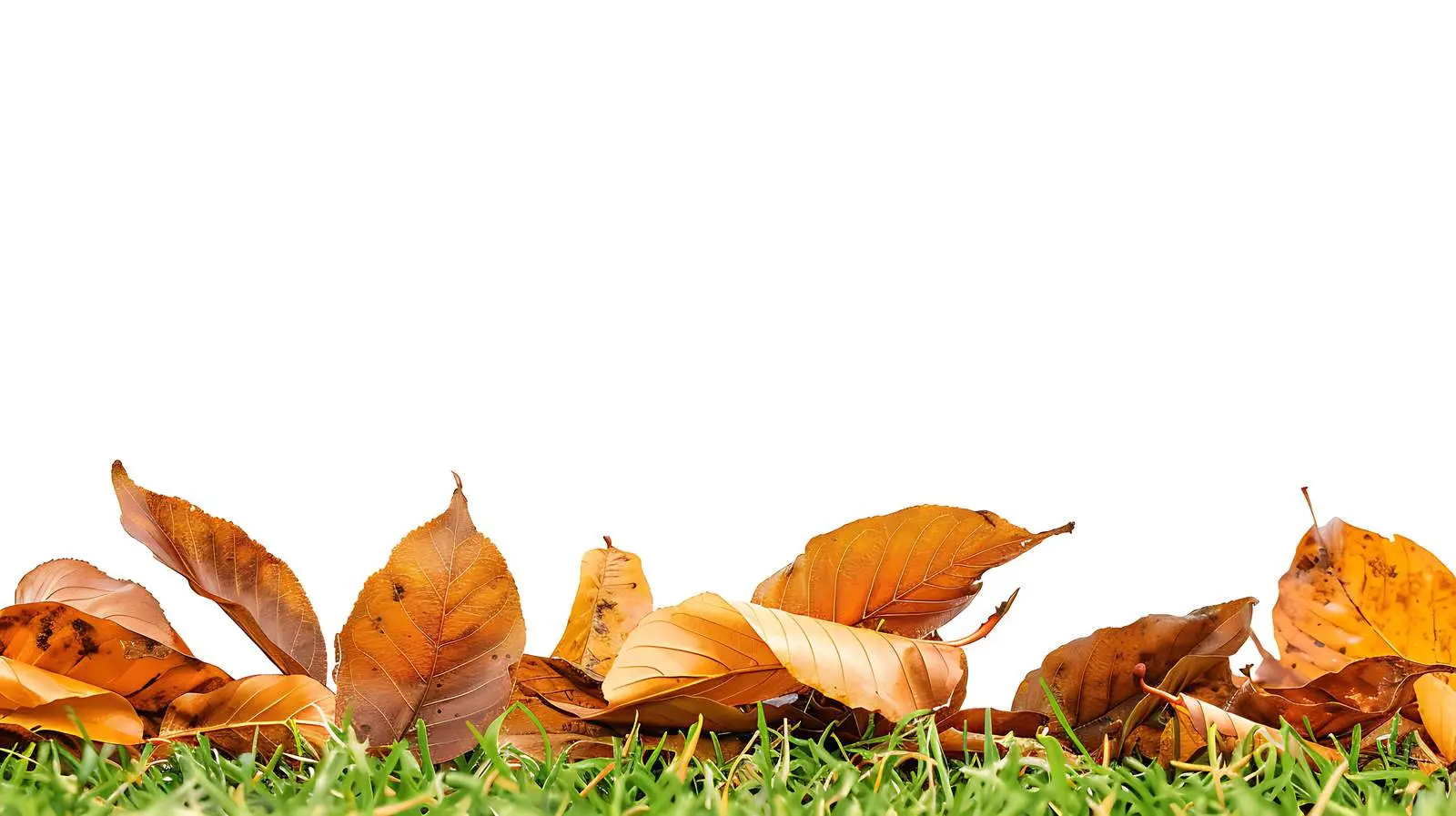 Fallen Willow Leaves on Fresh Green Grass — free download from Dotvec