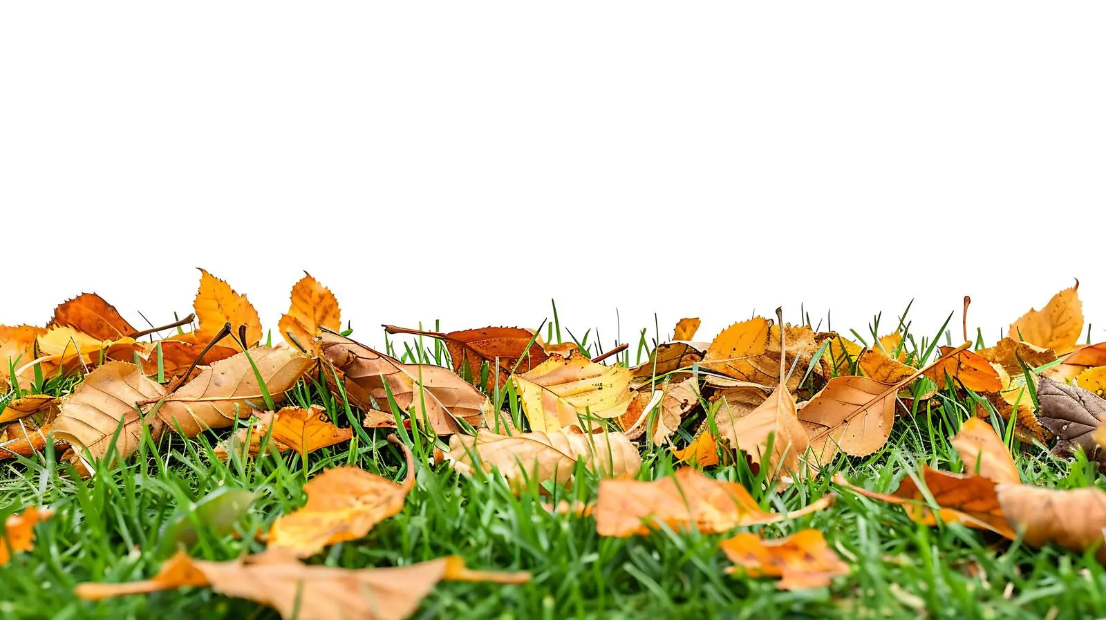 Fallen Willow Leaves on Green Grass — free download from Dotvec