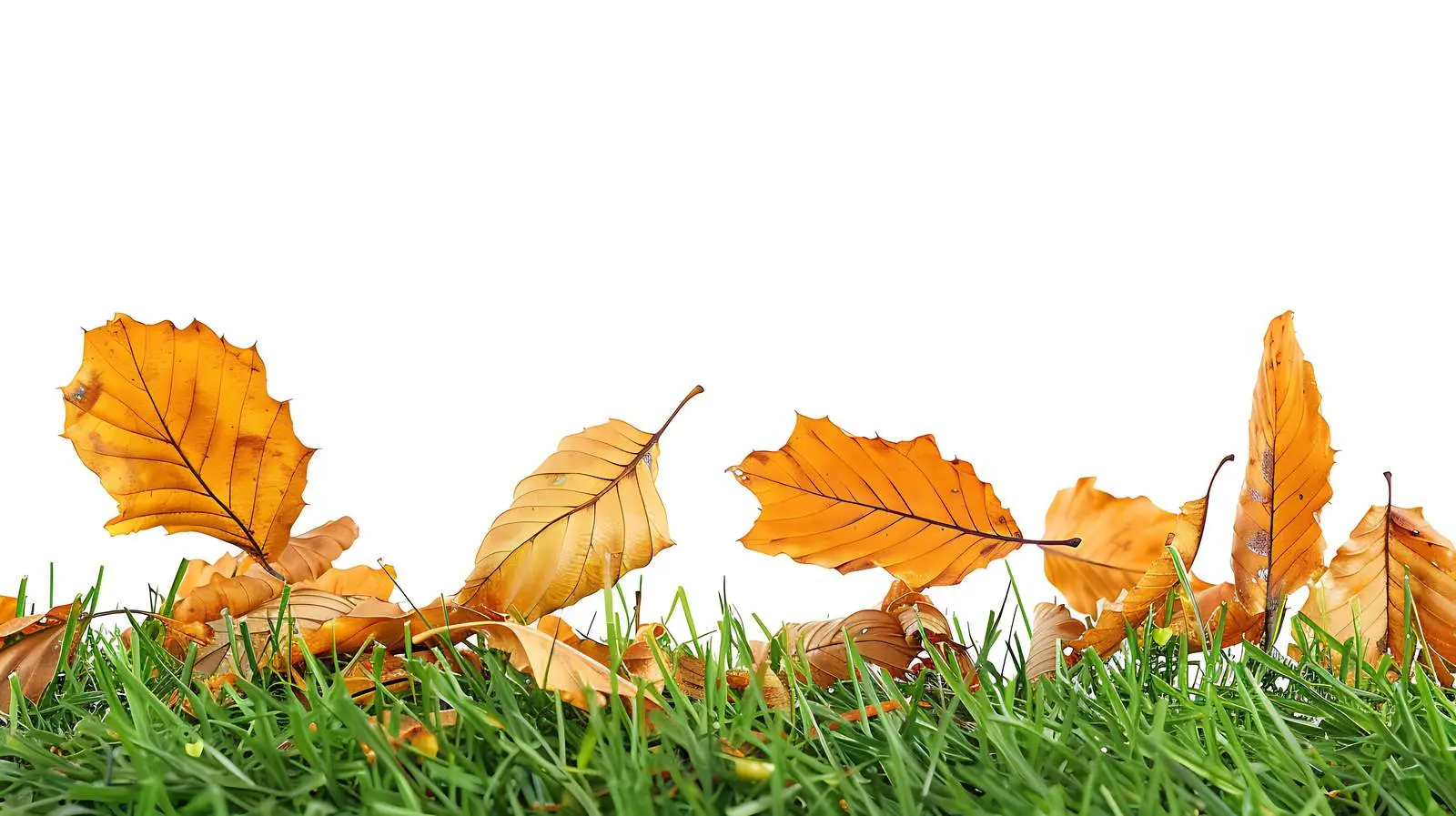 Fallen Willow Leaves on Green Grass in Autumn – free habitat image from Dotvec