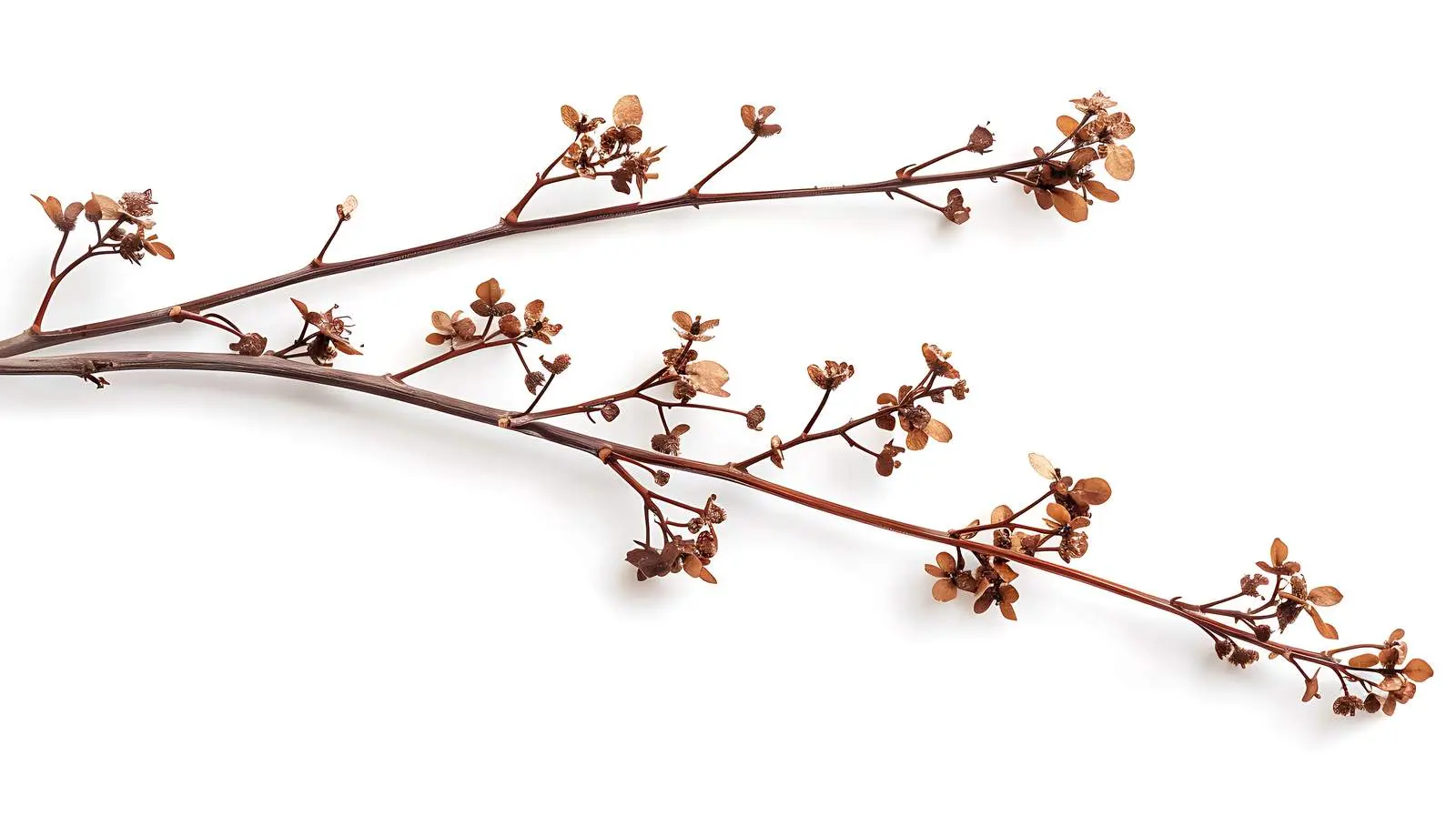Dry Floral Stem Branch on White Background — free download from Dotvec