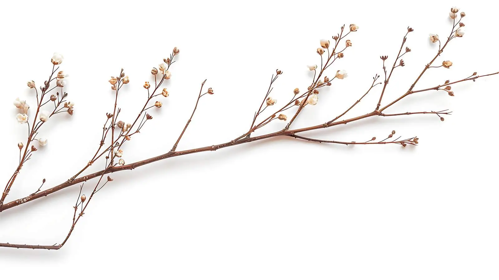 Dry Floral Stem Branch on White Background – free craft supplies image from Dotvec
