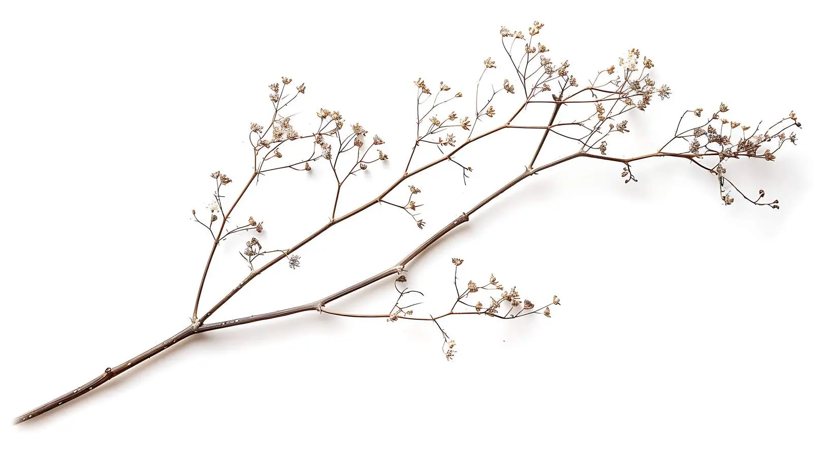 Dry Floral Stem Branch on White Background – free craft supplies image from Dotvec