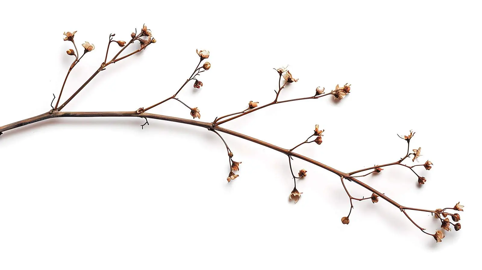 Dry Floral Stem Branch on White Background — free download from Dotvec