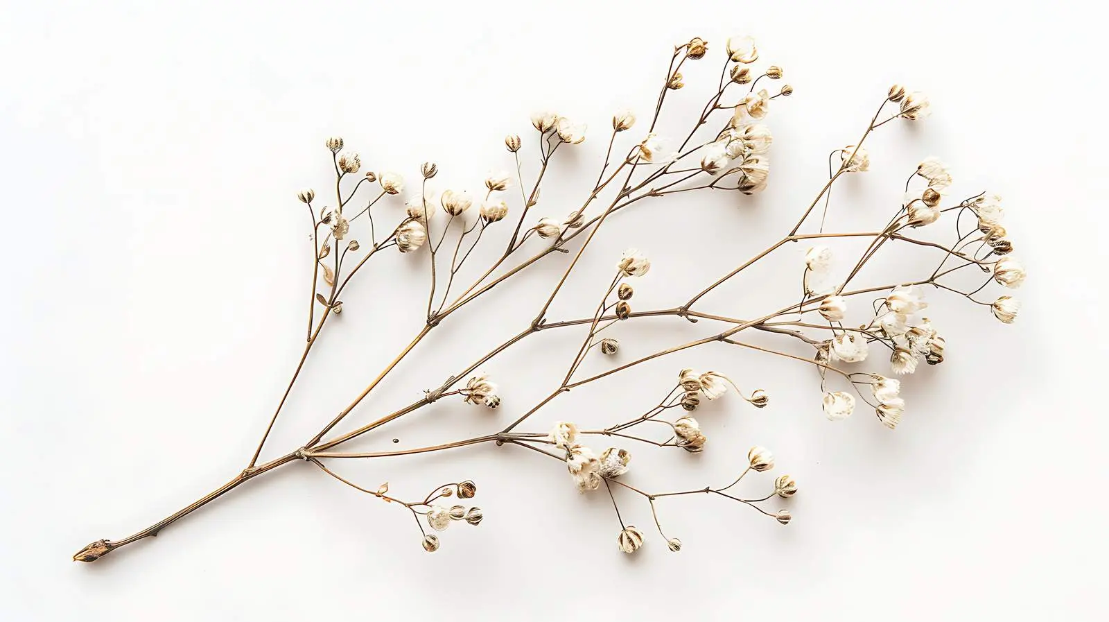 Dry Floral Stem Branch on White Background – free isolation image from Dotvec