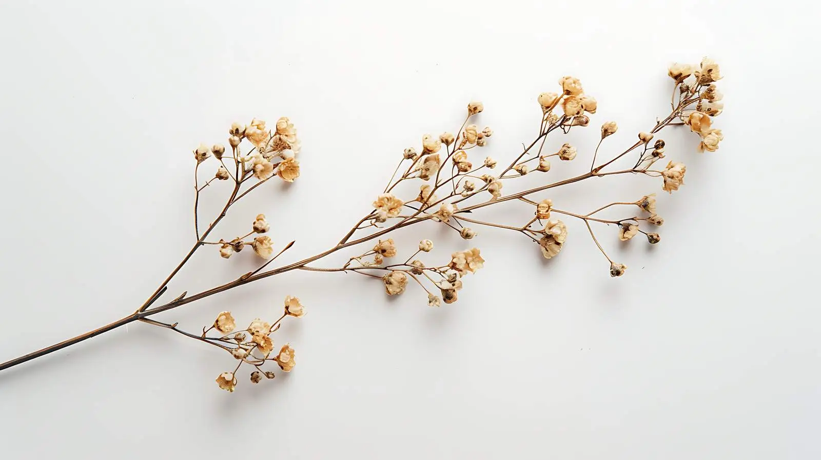 Isolated Dry Floral Stem on White Background – free studio image from Dotvec