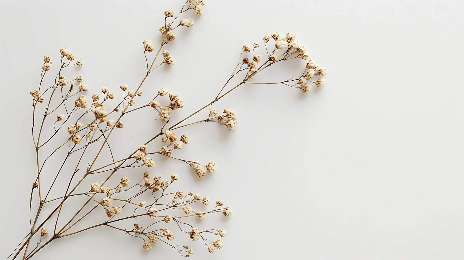 Isolated Dry Floral Stem Branch on White Background – free studio image from Dotvec