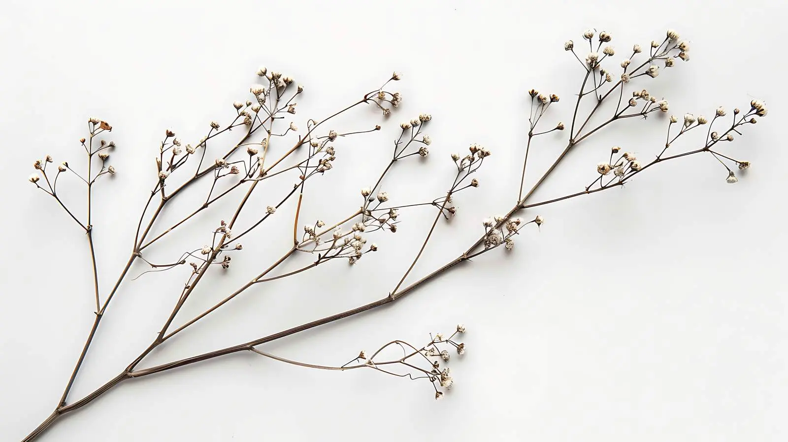 Isolated Dry Floral Stem on White Background – free craft supplies image from Dotvec
