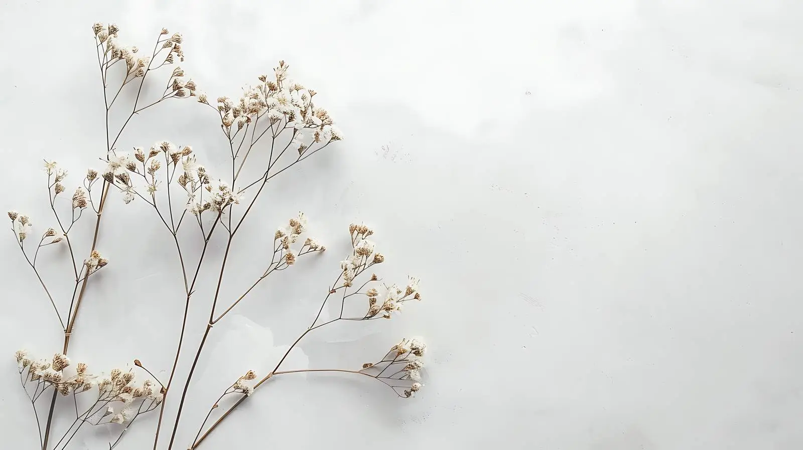 Dry Flowers on Dusty Grey Background — free download from Dotvec