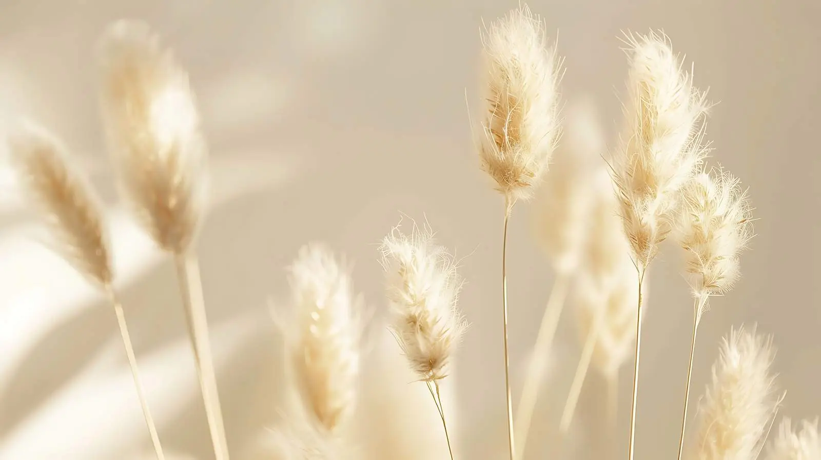 Fluffy Bunny Tail Grass on Warm Background – free meadow image from Dotvec