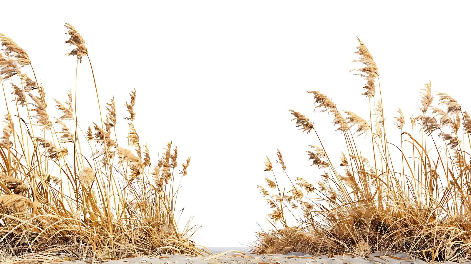 Dried Grass Landscape by the Sea – free diversity image from Dotvec