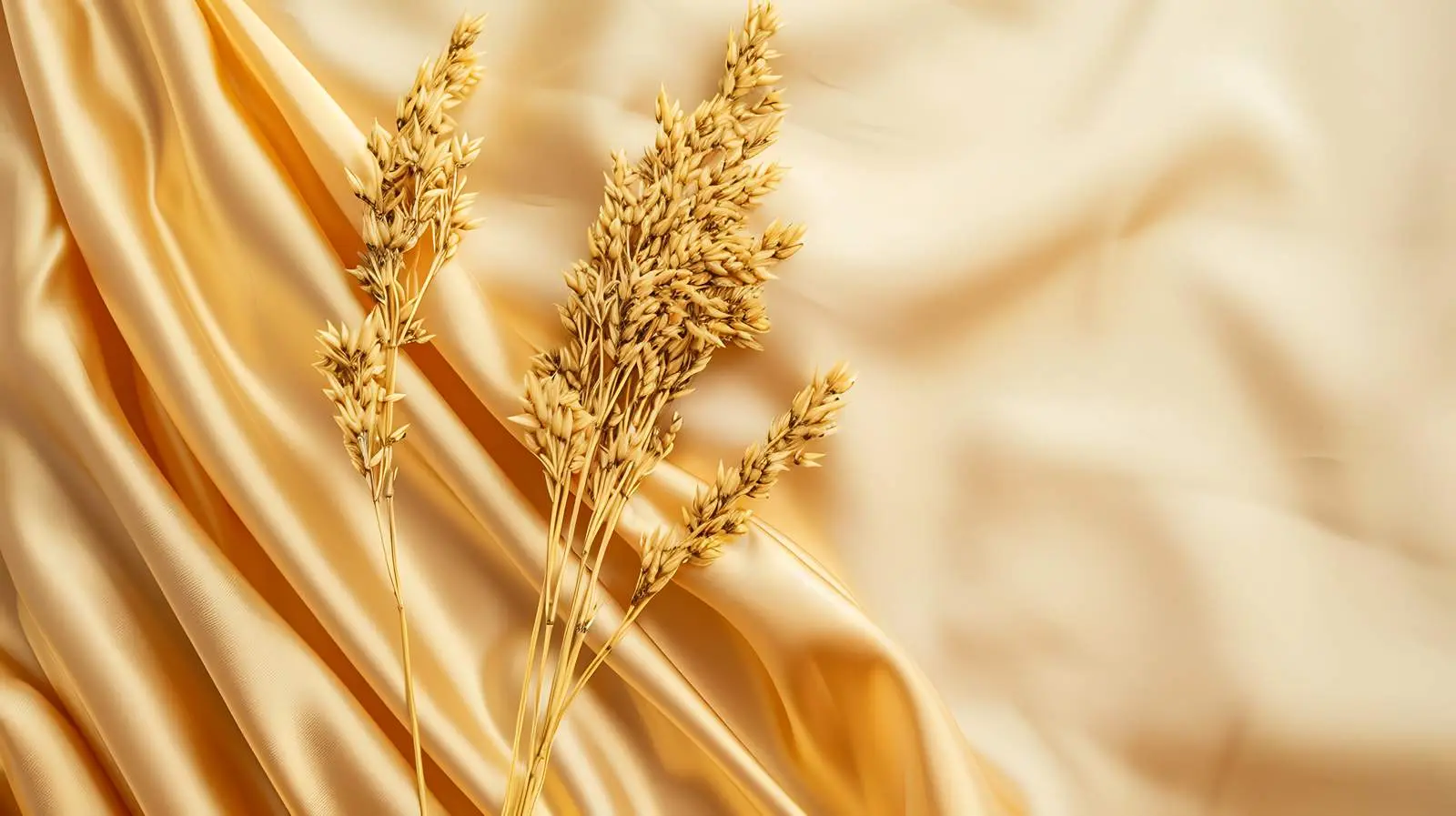 Dry Grass Stem on Golden Glossy Silk Cloth – free studio image from Dotvec