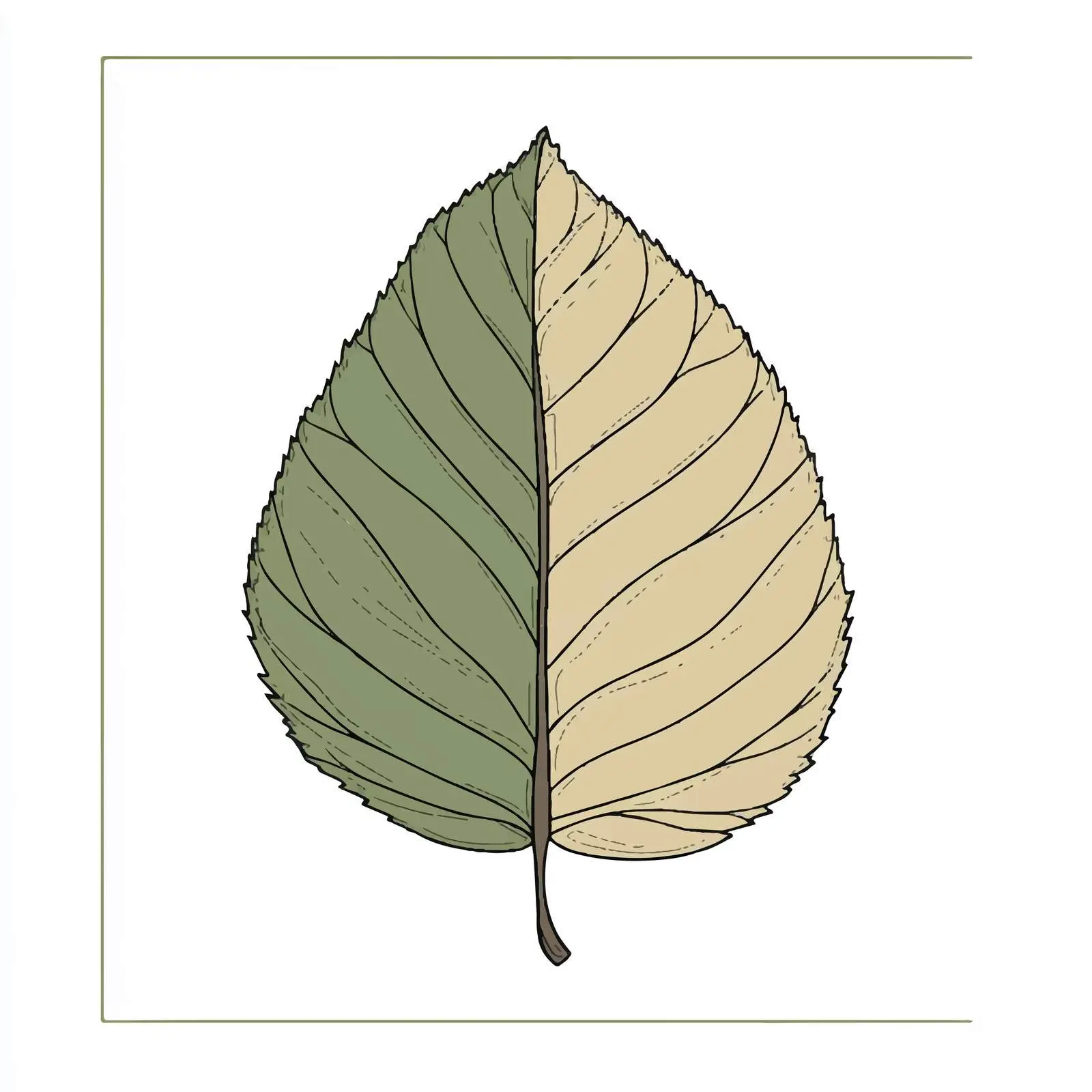 Hand-Drawn Cartoon Dry Leaf Vector — free download from Dotvec