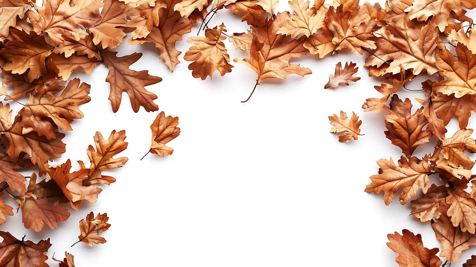 Dry Oak Leaves on White Background – free hang image from Dotvec