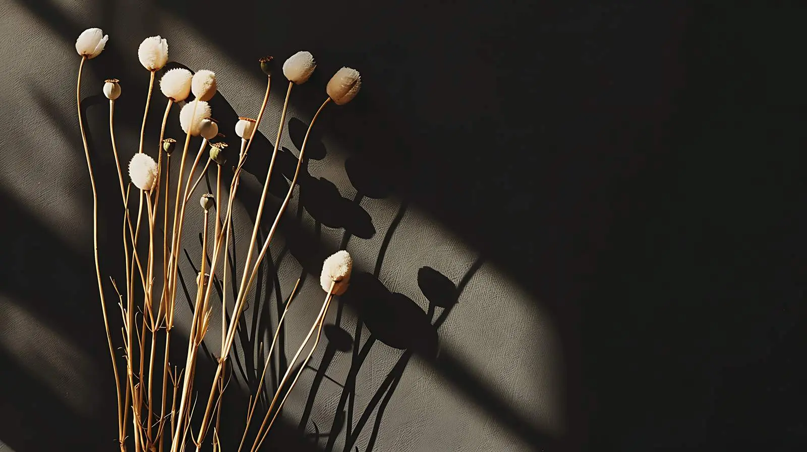 Dry Poppy Stems in Soft Sunlight Shadows – free black image from Dotvec