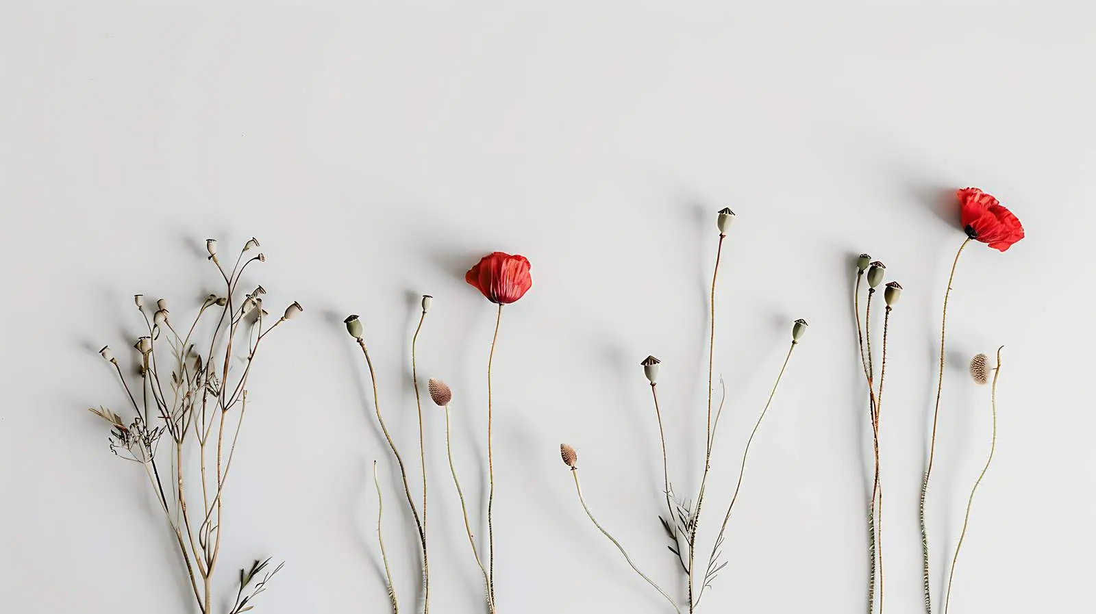 Dried Poppy Stems on Neutral Grey Background – free home aesthetics image from Dotvec