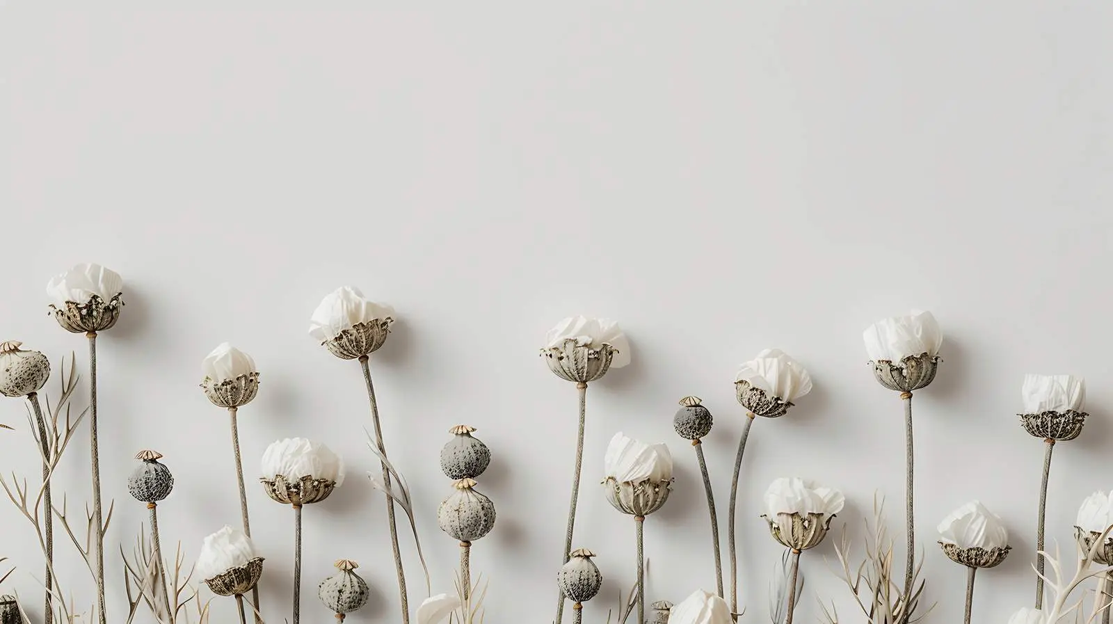 Dried Poppy Stems on Neutral Grey Background – free art print image from Dotvec