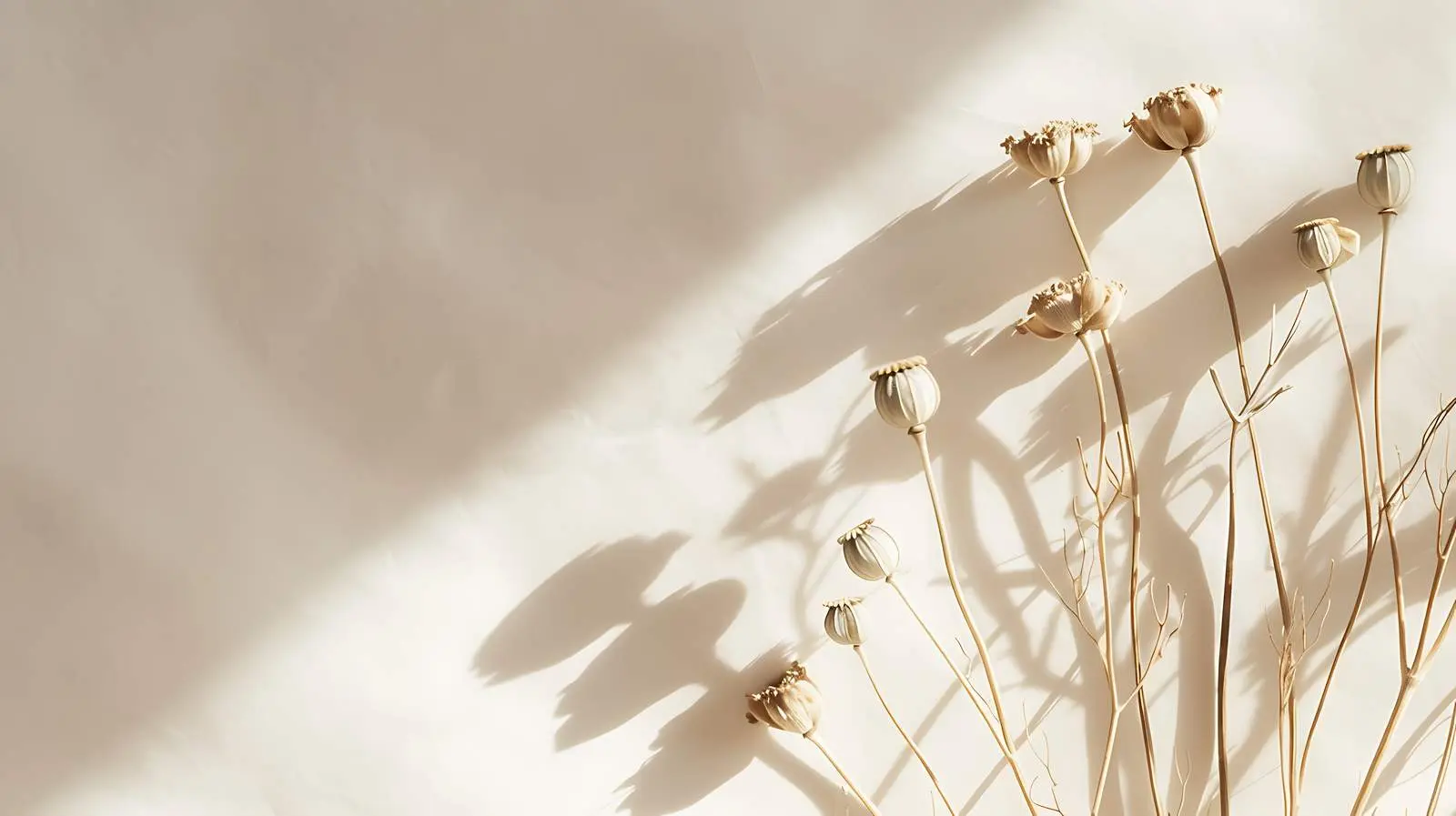 Dry Poppy Stems on Beige Background – free warm colors image from Dotvec