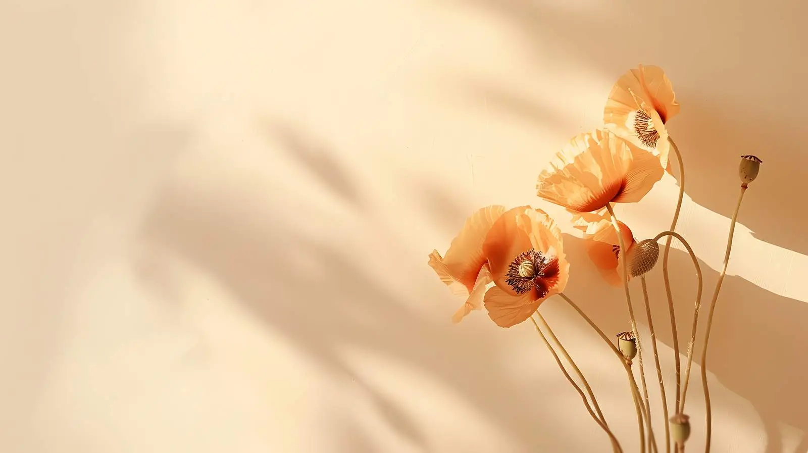 Dry Poppy Stems on Beige Background – free images image from Dotvec