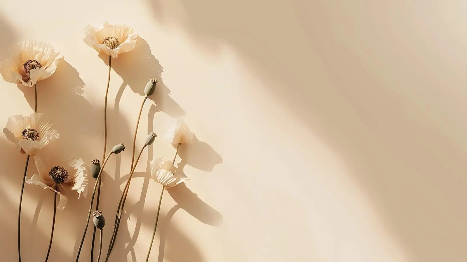 Dry Poppy Stems on Beige Background — free download from Dotvec