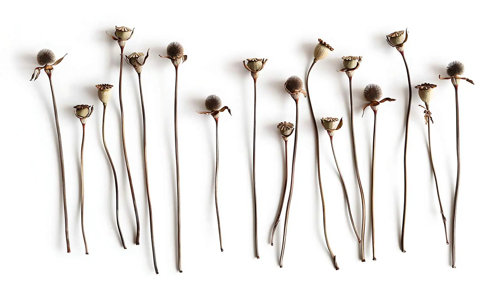 Minimalist Dry Poppy Stems on White Background – free autumn vibes image from Dotvec
