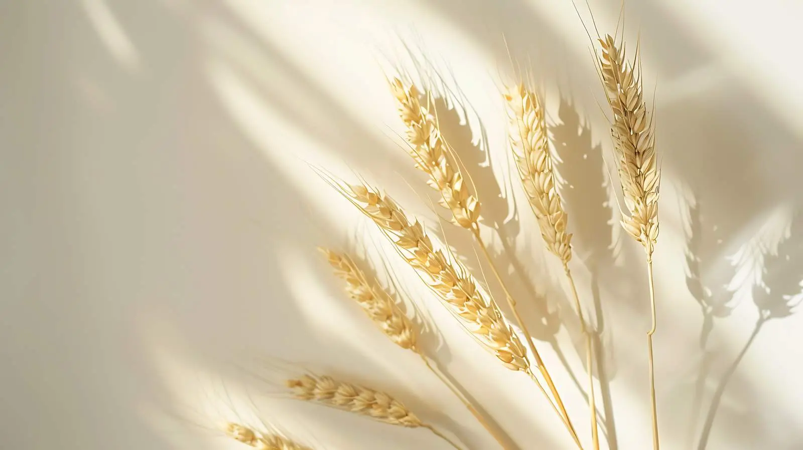 Dry Wheat Ear Stems on Tan Background — free download from Dotvec