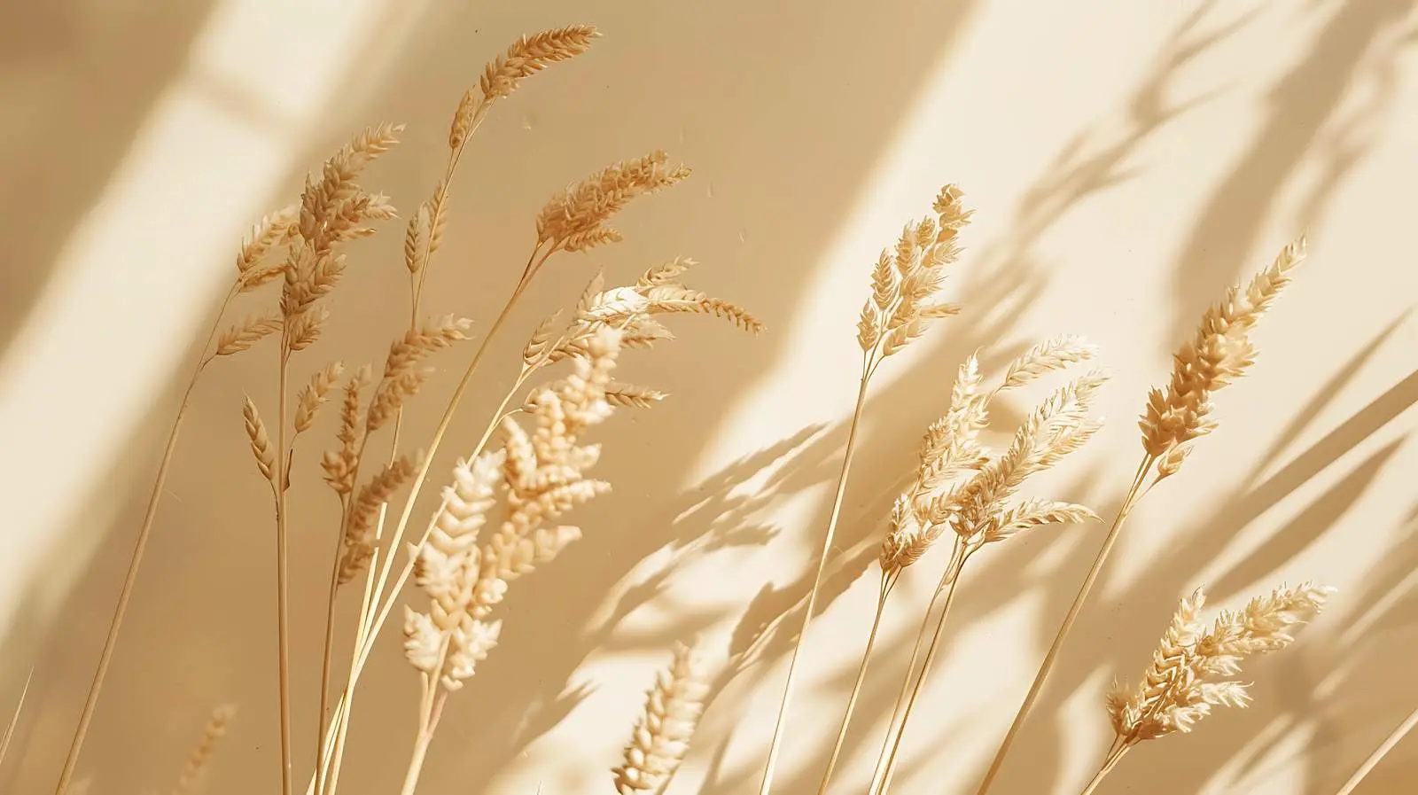 Dry Wheat Ear Stems on Warm Background – free kitchen decor image from Dotvec