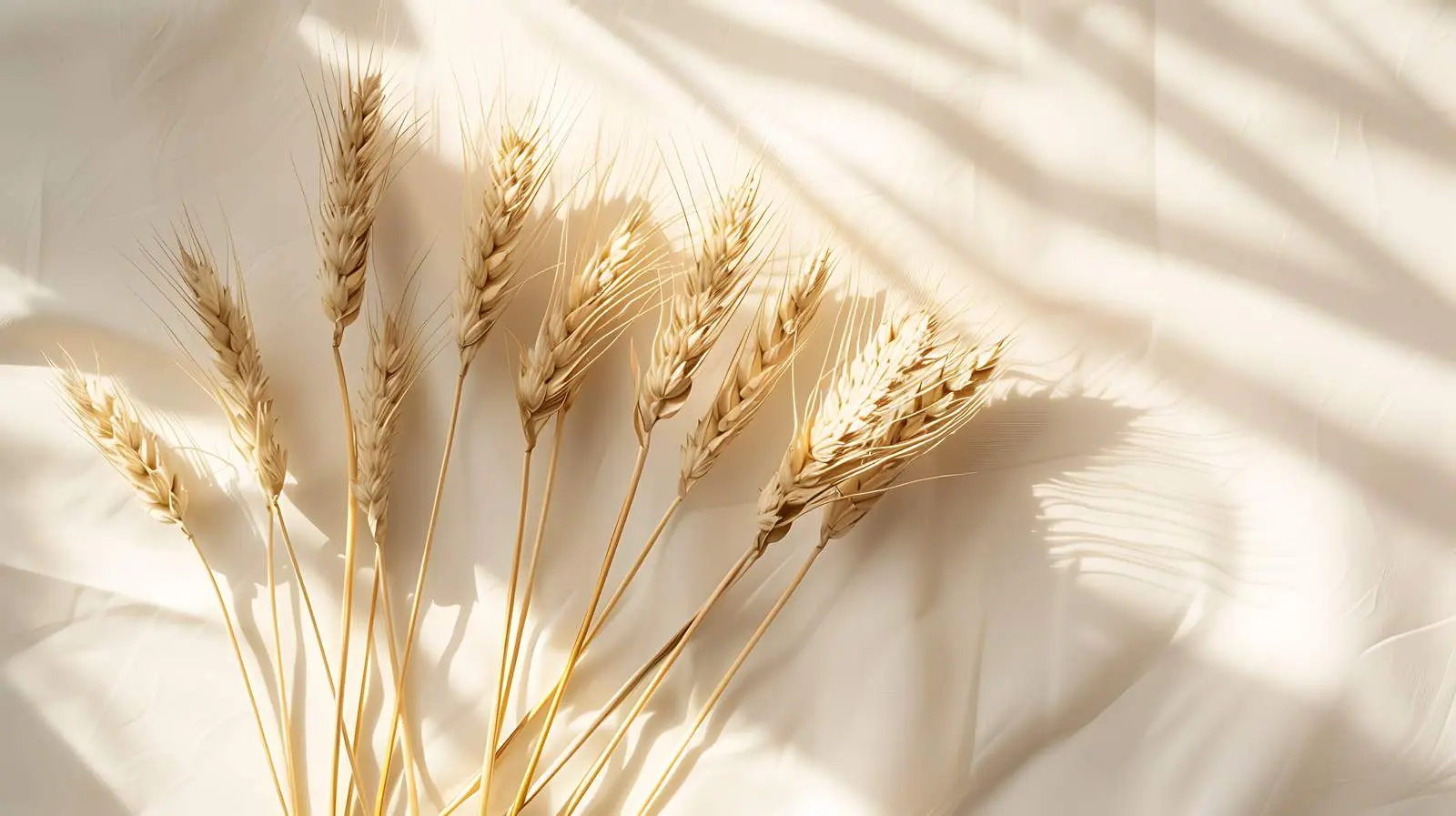 Dry Wheat Stems on Soft Tan Background — free download from Dotvec
