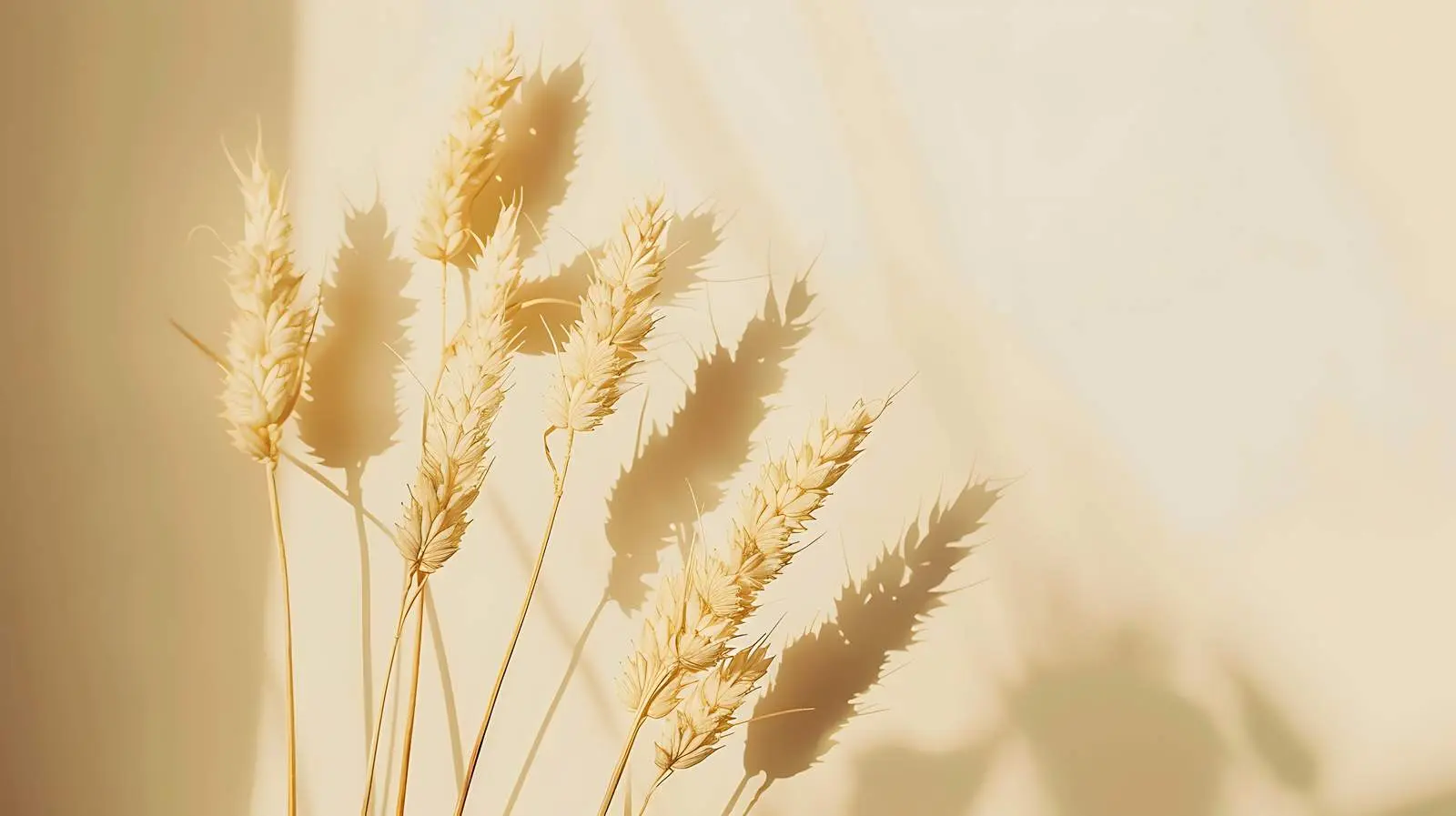 Dry Wheat Ear Stems on Tan Background – free autumn vibes image from Dotvec