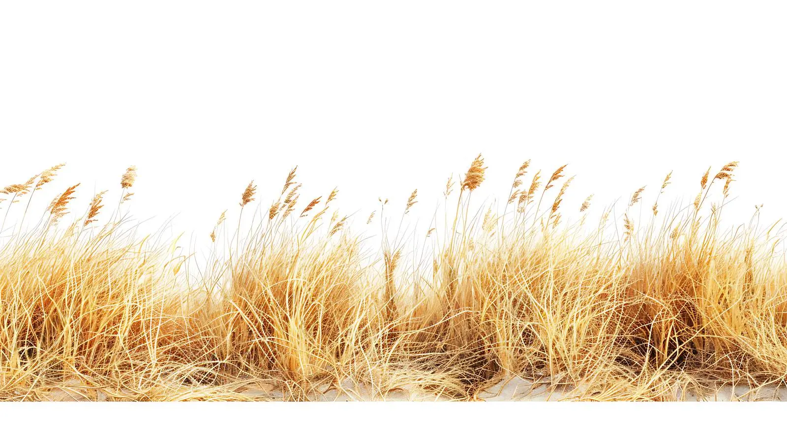 Dried Yellow Grass Landscape by the Sea – free hang image from Dotvec