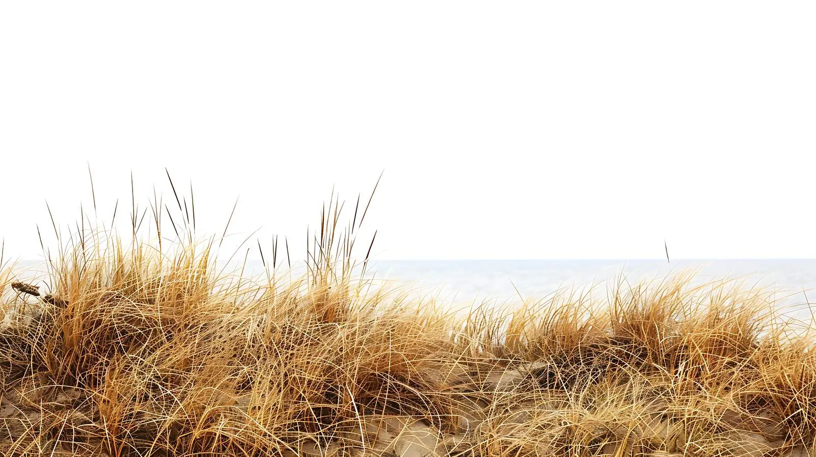 Dried Yellow Grass by the Sea Landscape – free beach image from Dotvec