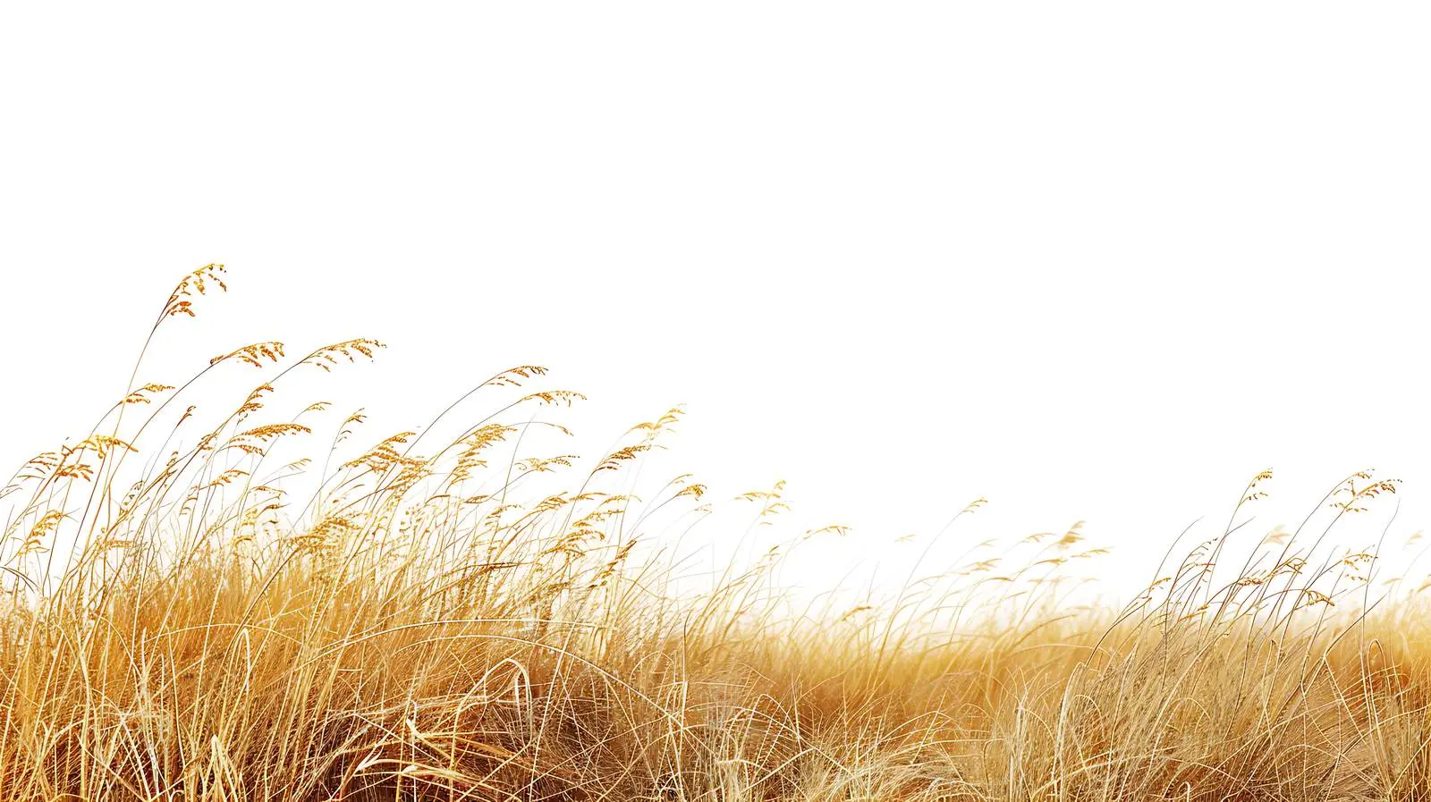 Dry Yellow Grass Landscape by the Sea – free diversity image from Dotvec