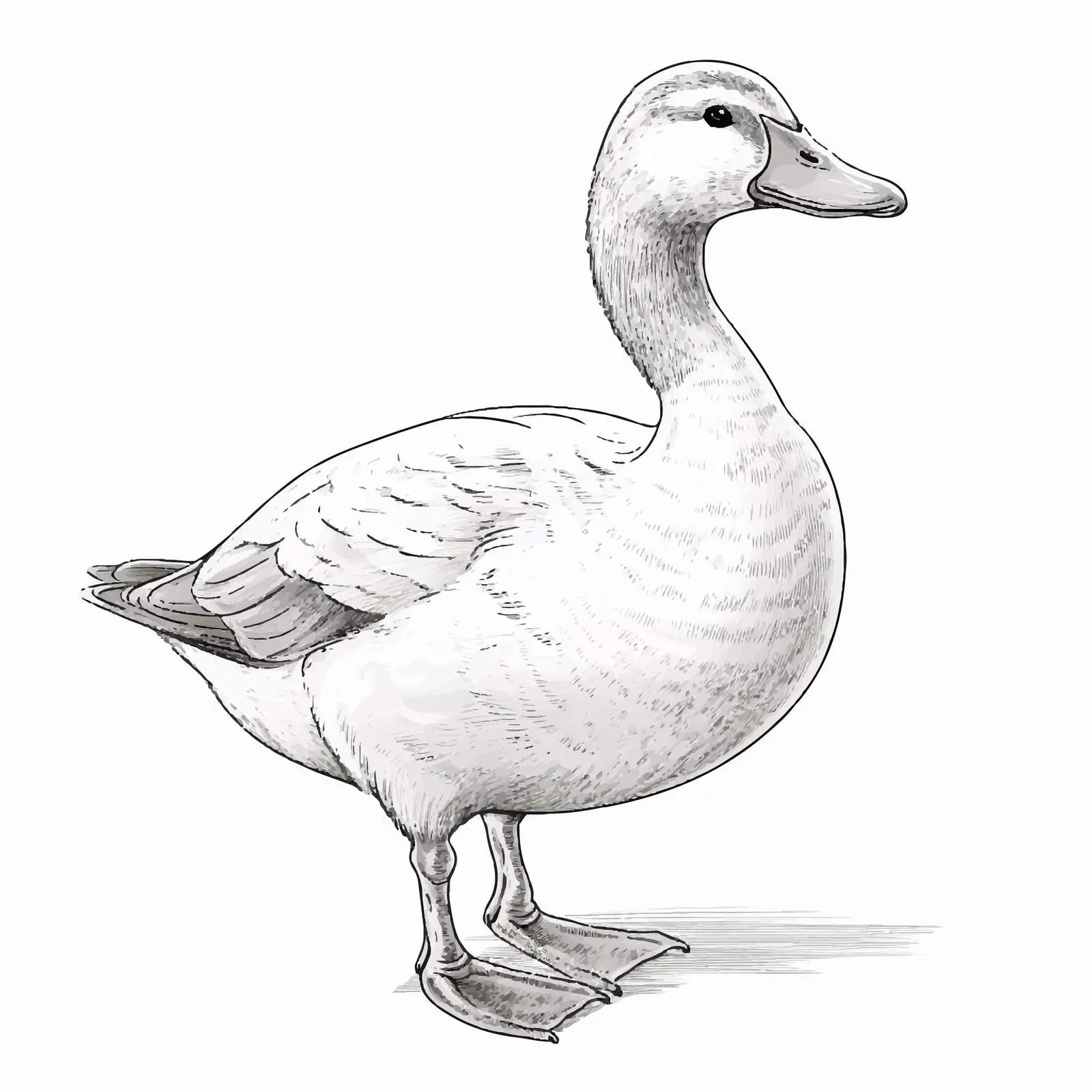 Duck Sketch Vector Illustration on White Background — free download from Dotvec