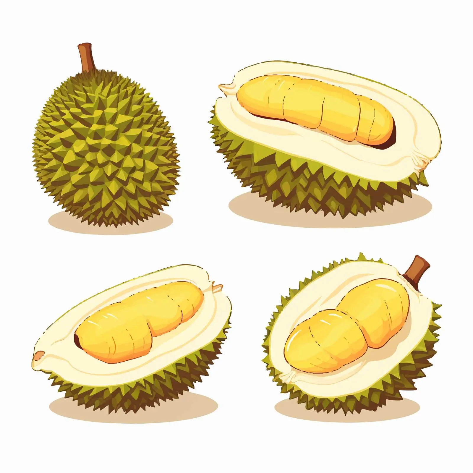 Durian Fruit Vector Illustration on White Background — free download from Dotvec