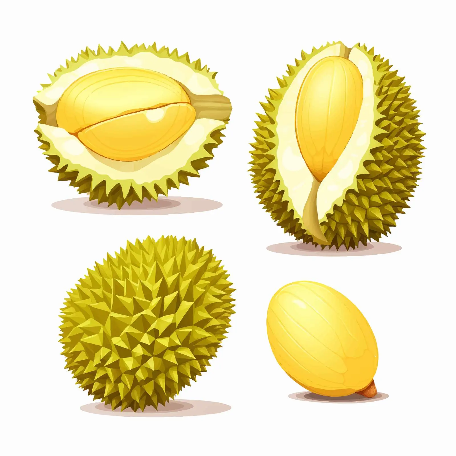 Durian Fruit Vector Illustration on White Background – free fruits and vegetables image from Dotvec