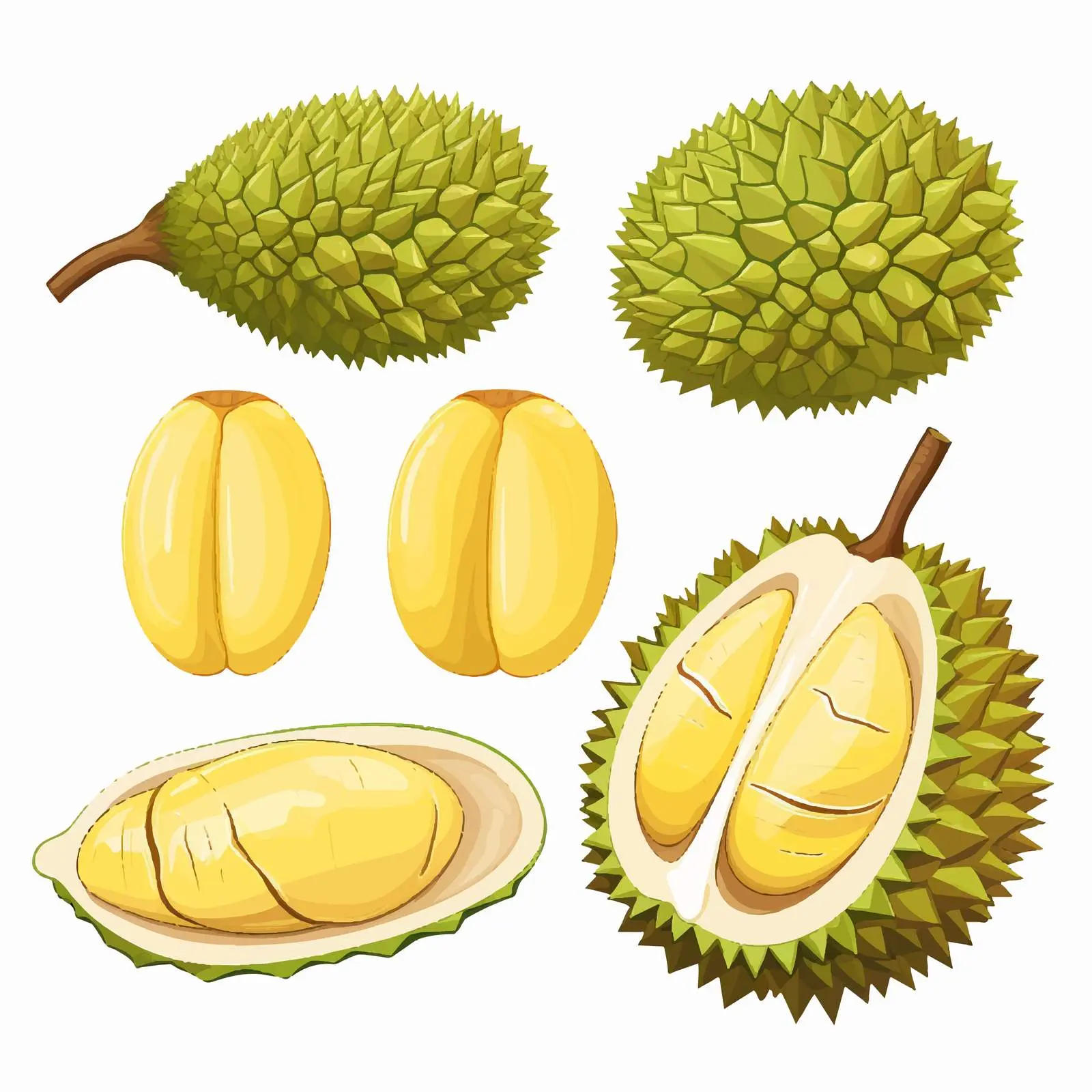 Durian Fruits Line Vector Illustration on White Background – free cuisines image from Dotvec