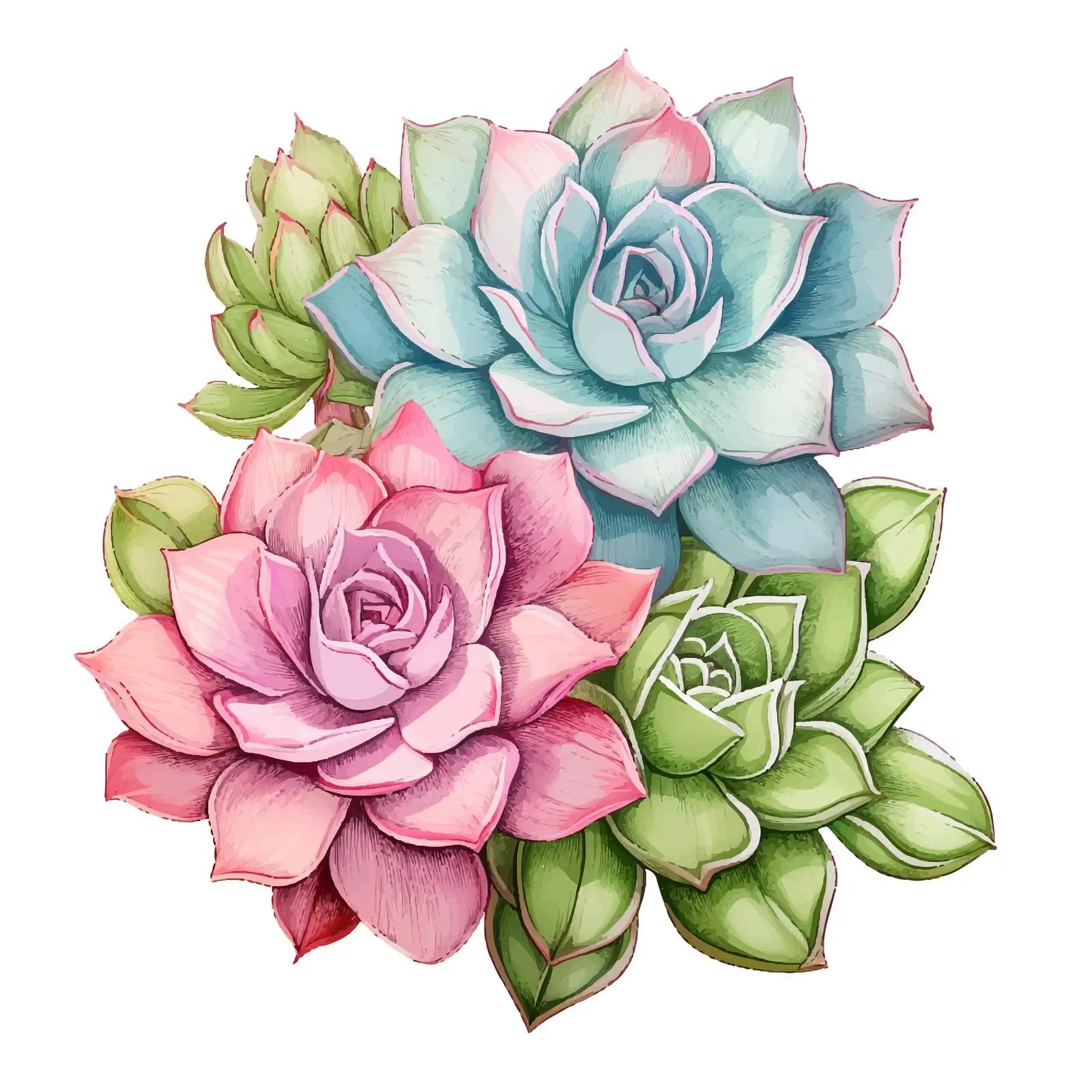 Echeveria Plants on White Background – free echeveria image from Dotvec