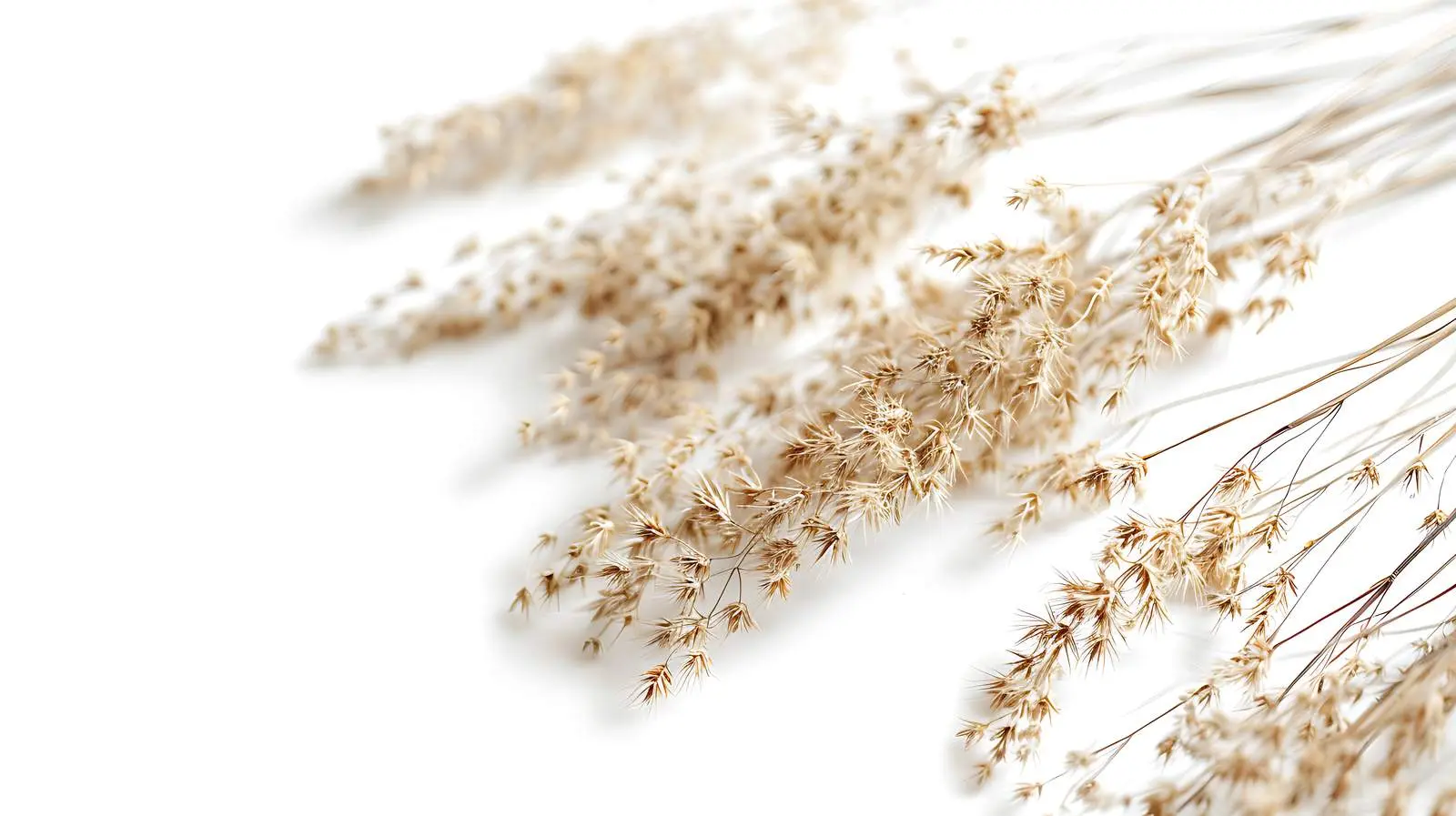 Elegant Dried Grass Boho Floral Composition — free download from Dotvec
